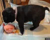 Boston Terrier