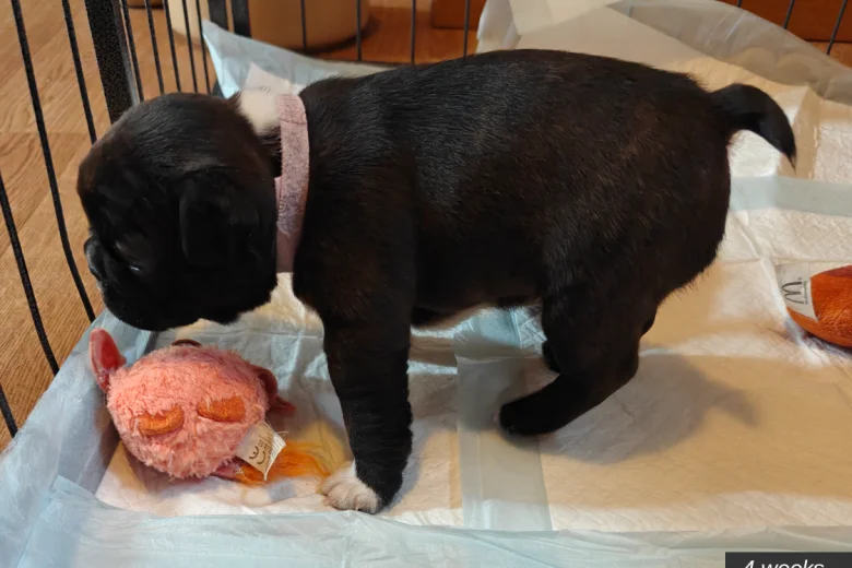 Boston Terrier