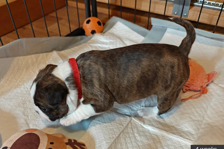 Boston Terrier