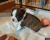 Boston Terrier