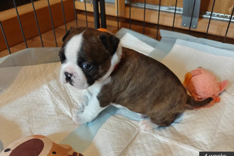 Boston Terrier
