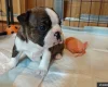 Boston Terrier