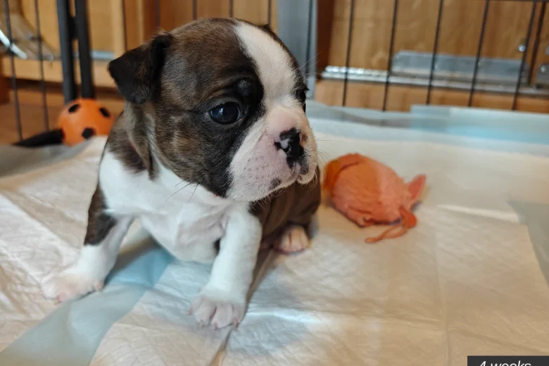 Boston Terrier