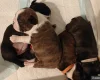 Boston Terrier