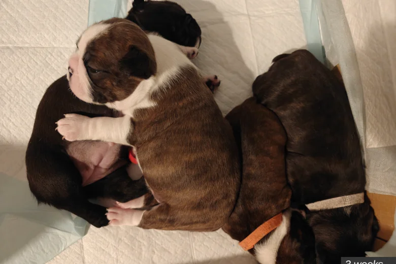 Boston Terrier