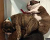 Boston Terrier