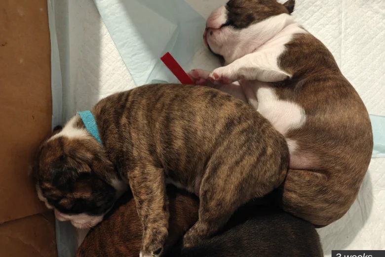 Boston Terrier