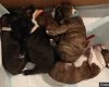 Boston Terrier