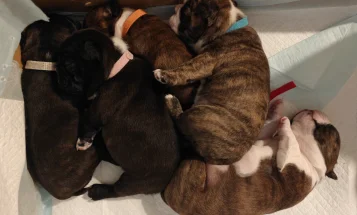 Boston Terrier