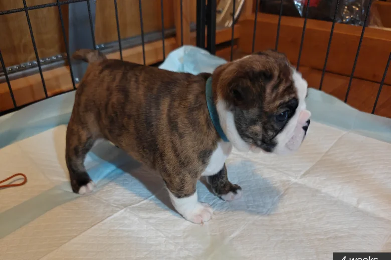 Boston Terrier