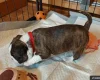 Boston Terrier
