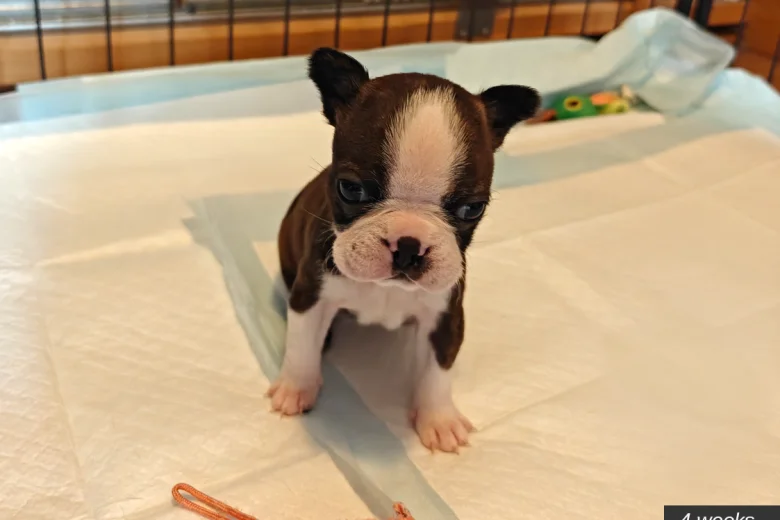 Boston Terrier