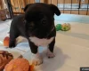 Boston Terrier