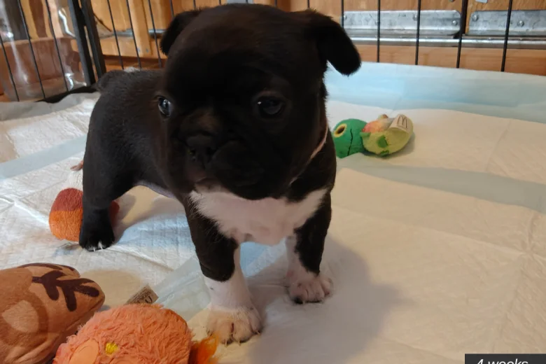 Boston Terrier
