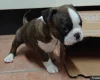 Boston Terrier