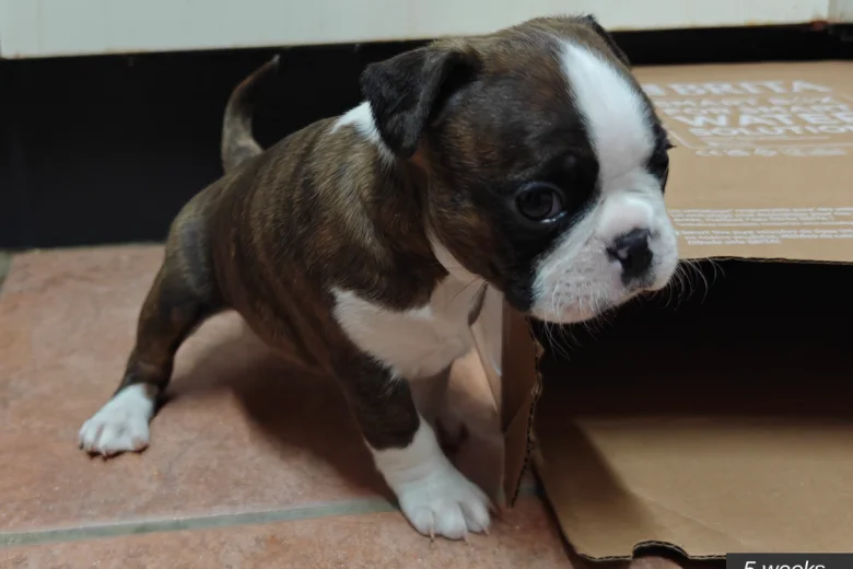 Boston Terrier