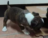 Boston Terrier