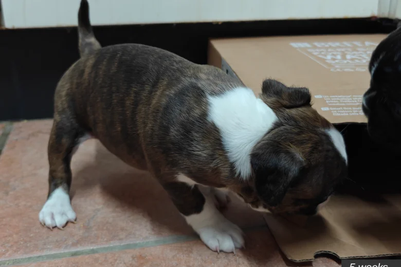 Boston Terrier