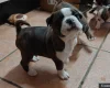 Boston Terrier