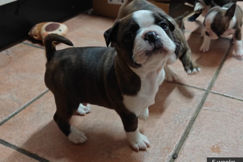 Boston Terrier