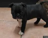 Boston Terrier