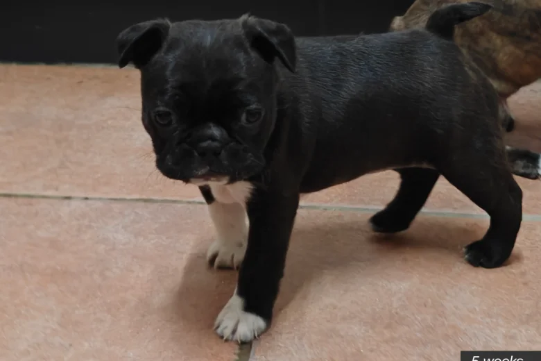Boston Terrier