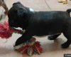 Boston Terrier