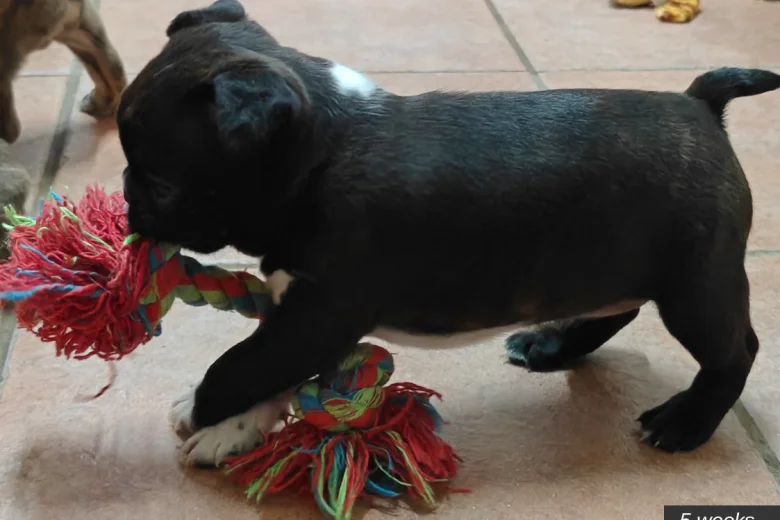 Boston Terrier