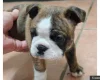 Boston Terrier