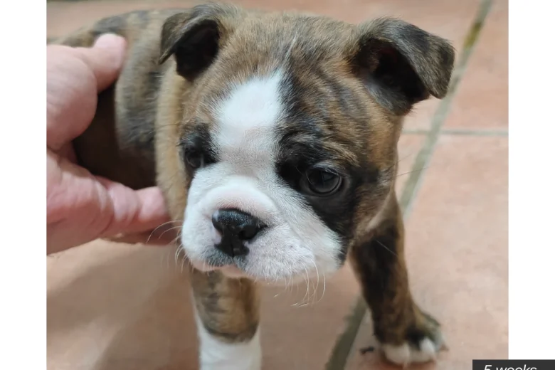 Boston Terrier