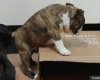 Boston Terrier