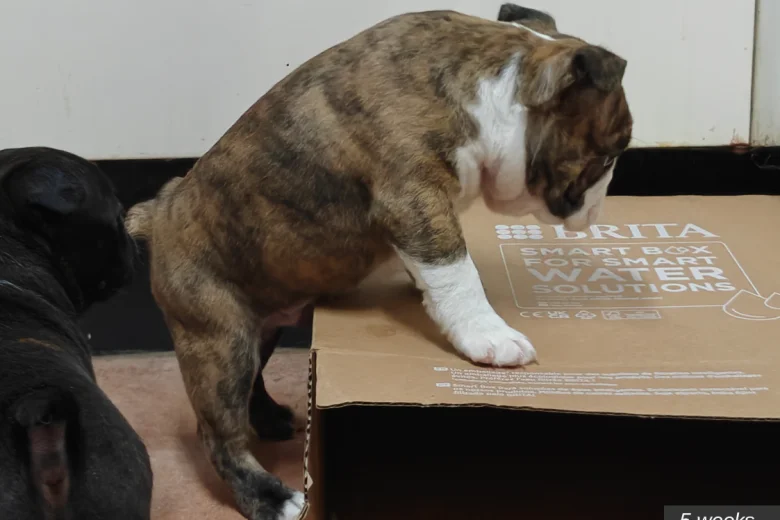 Boston Terrier