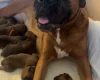 Boxer