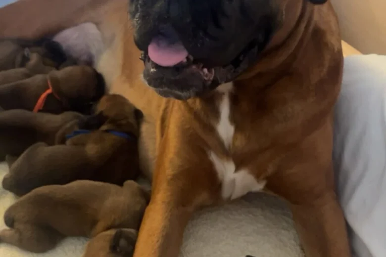 Boxer