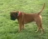 Boxer