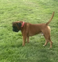 Dark Knight Of The Reds (Brody)