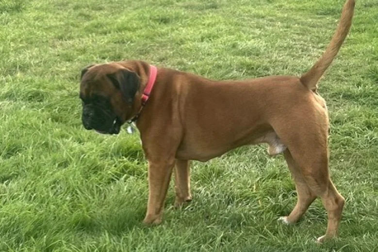 Boxer