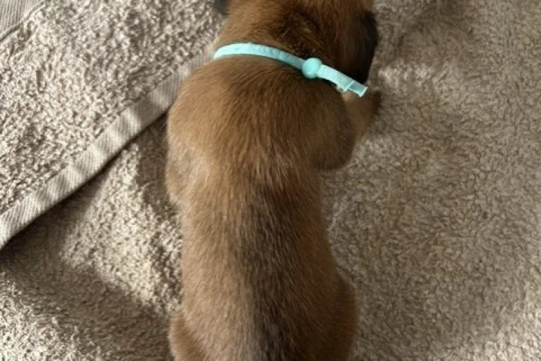 Boxer