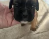 Boxer