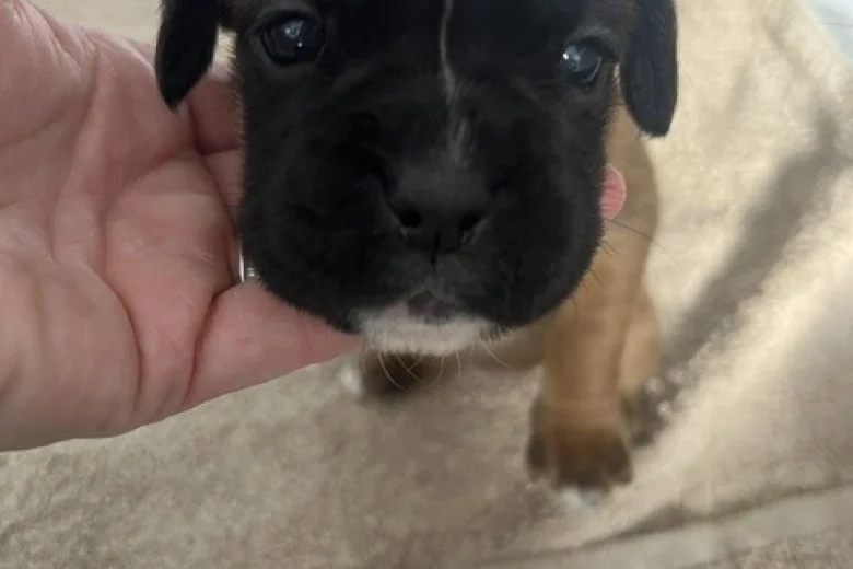 Boxer