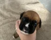 Boxer