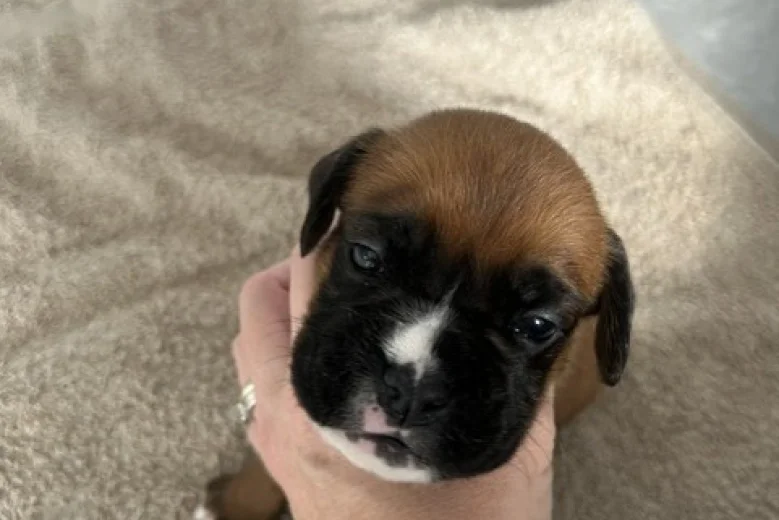 Boxer