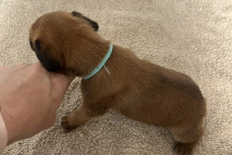 Boxer