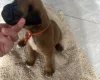 Boxer