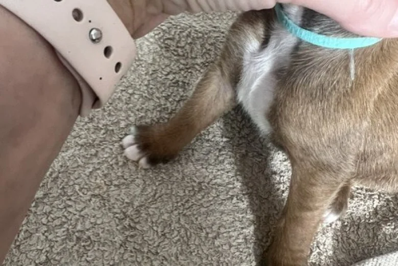Boxer