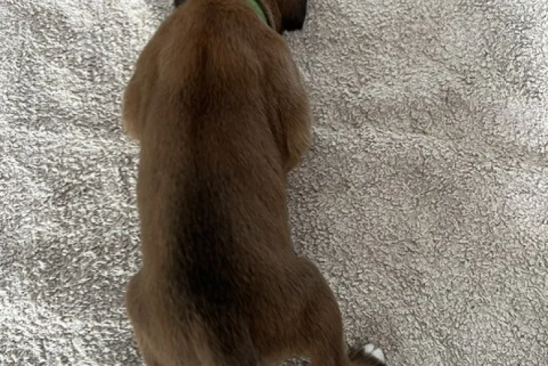 Boxer