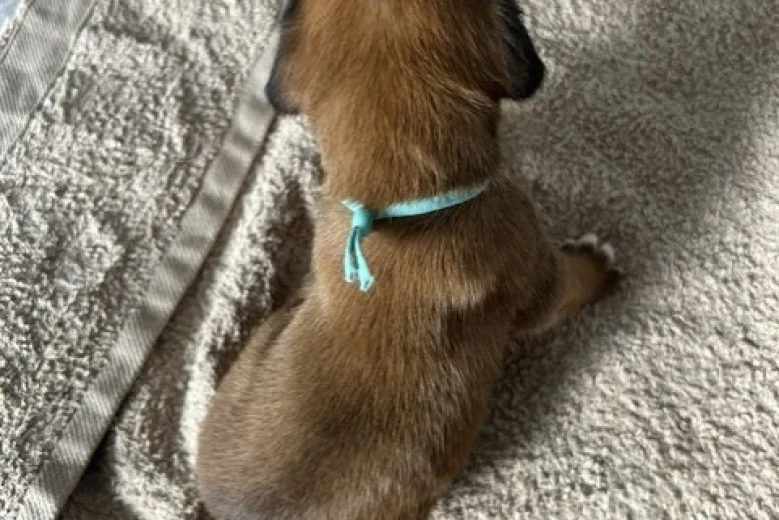 Boxer