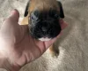 Boxer