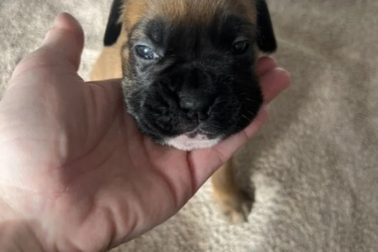 Boxer