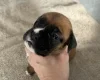 Boxer